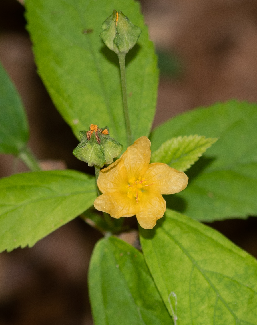 Image of Sida rhombifolia specimen.