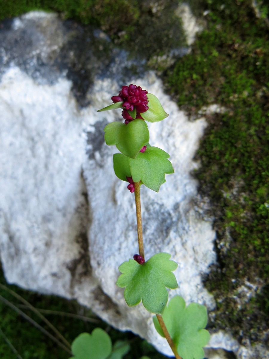 Image of Saxifraga cernua specimen.