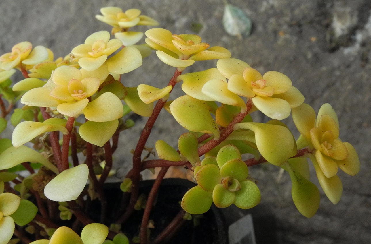 Image of Sedum makinoi specimen.