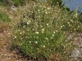 Cephalaria leucantha. Цветущие и плодоносящие растения. Хорватия, Дубровник, гора Srd, травянистый склон с одиночными кустарниками. 28 августа 2010 г.