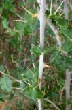 Solanum arundo