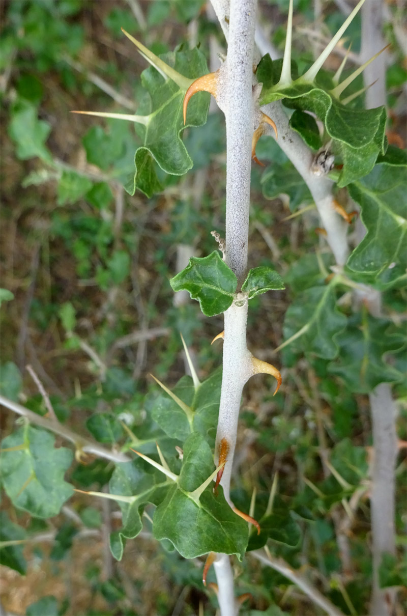 Изображение особи Solanum arundo.