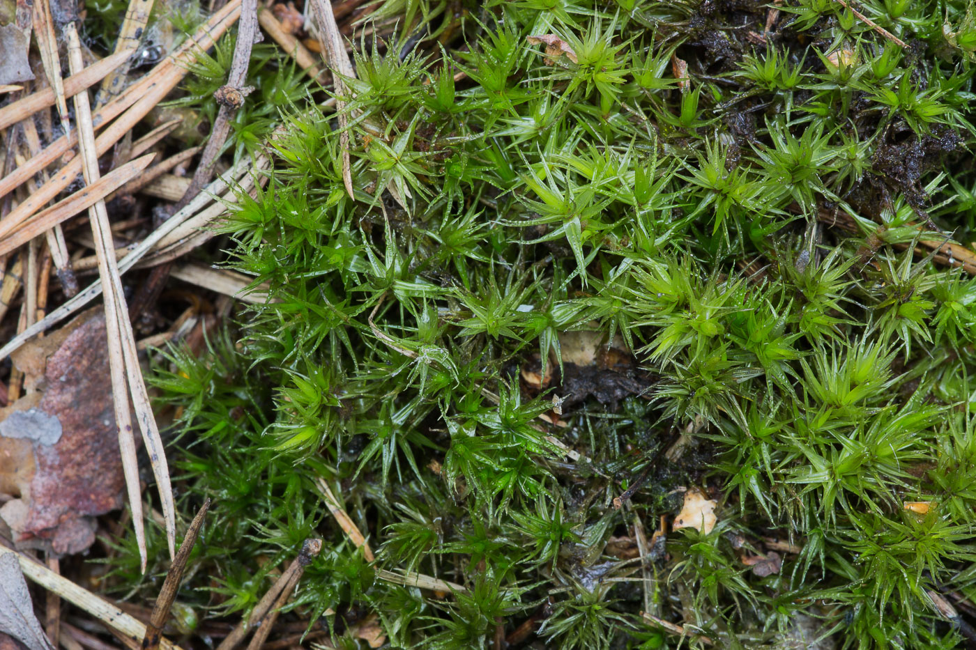 Image of Dicranum polysetum specimen.