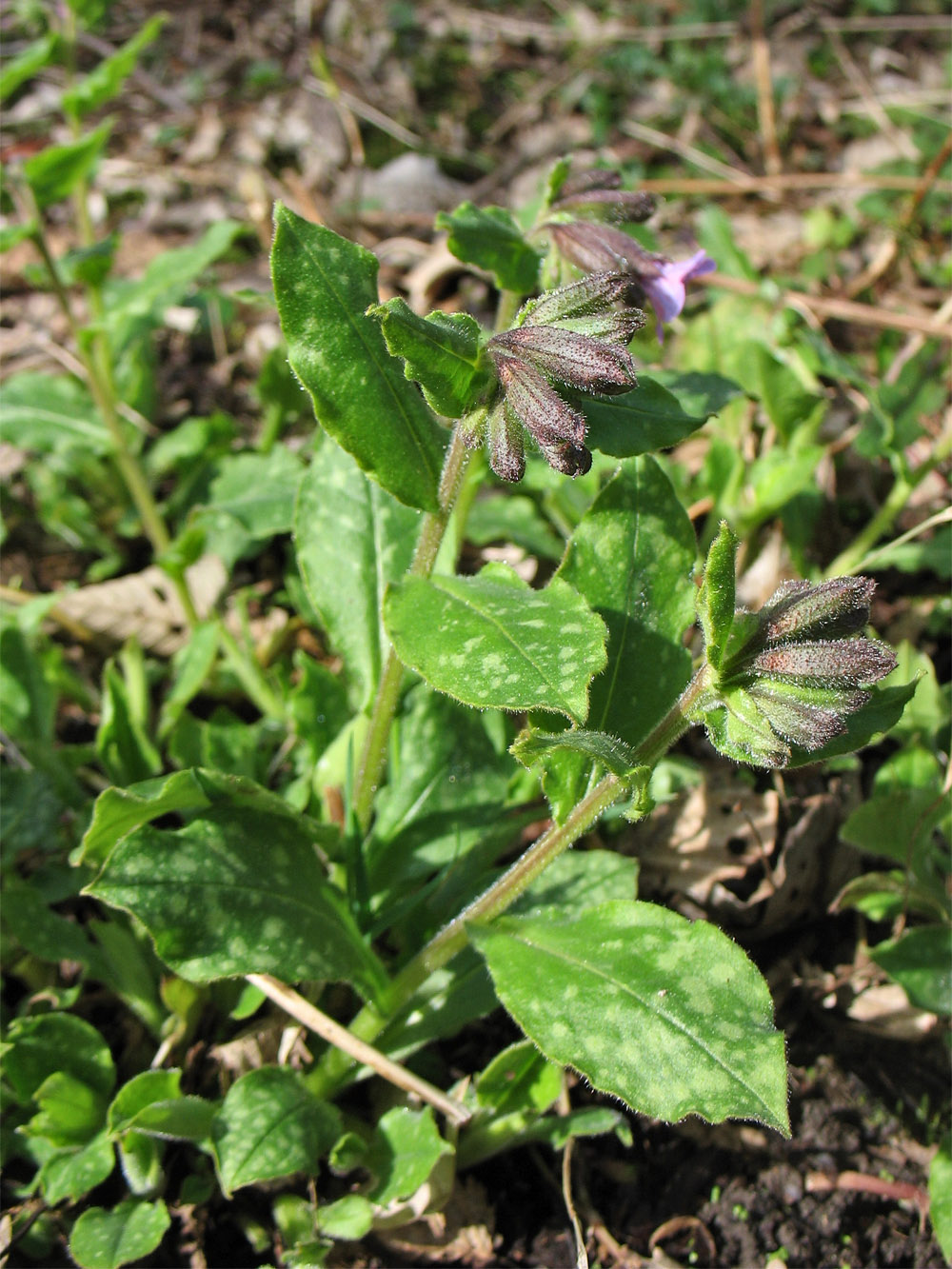 Изображение особи Pulmonaria saccharata.