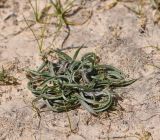 Plantago albicans