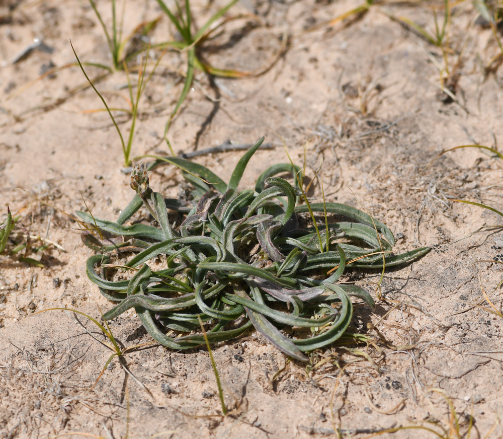 Image of Plantago albicans specimen.