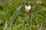 Tulipa berkariensis