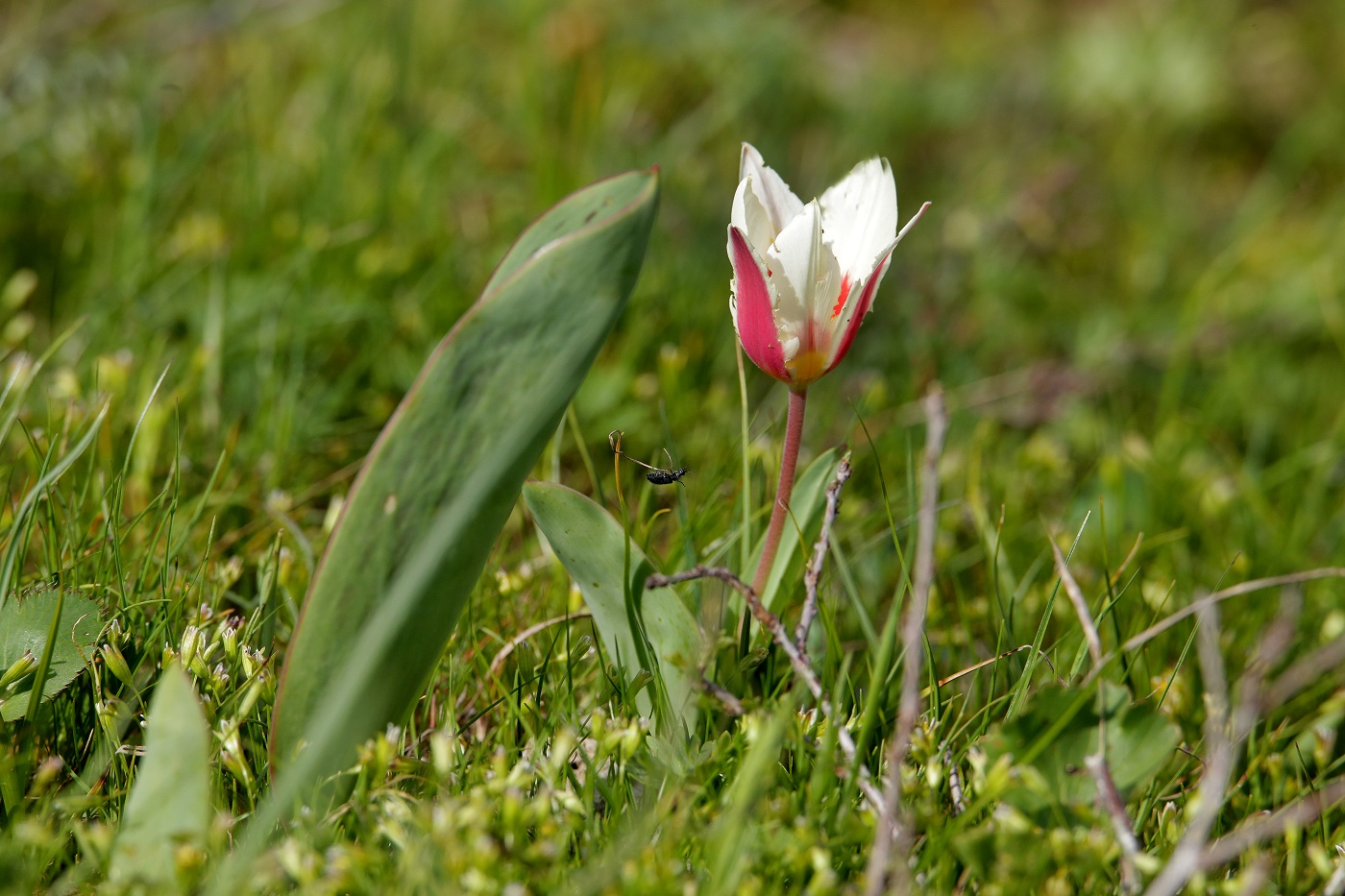 Image of Tulipa berkariensis specimen.