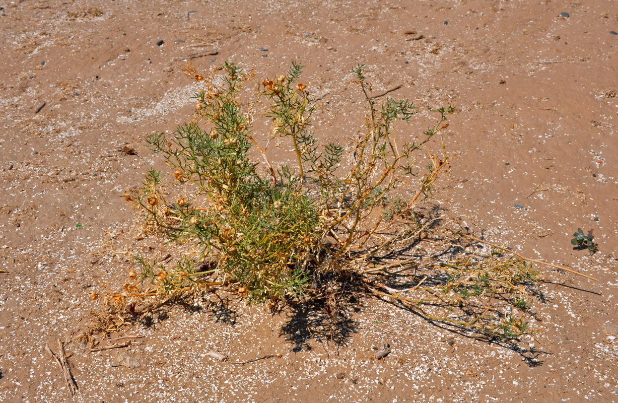 Image of Peganum harmala specimen.