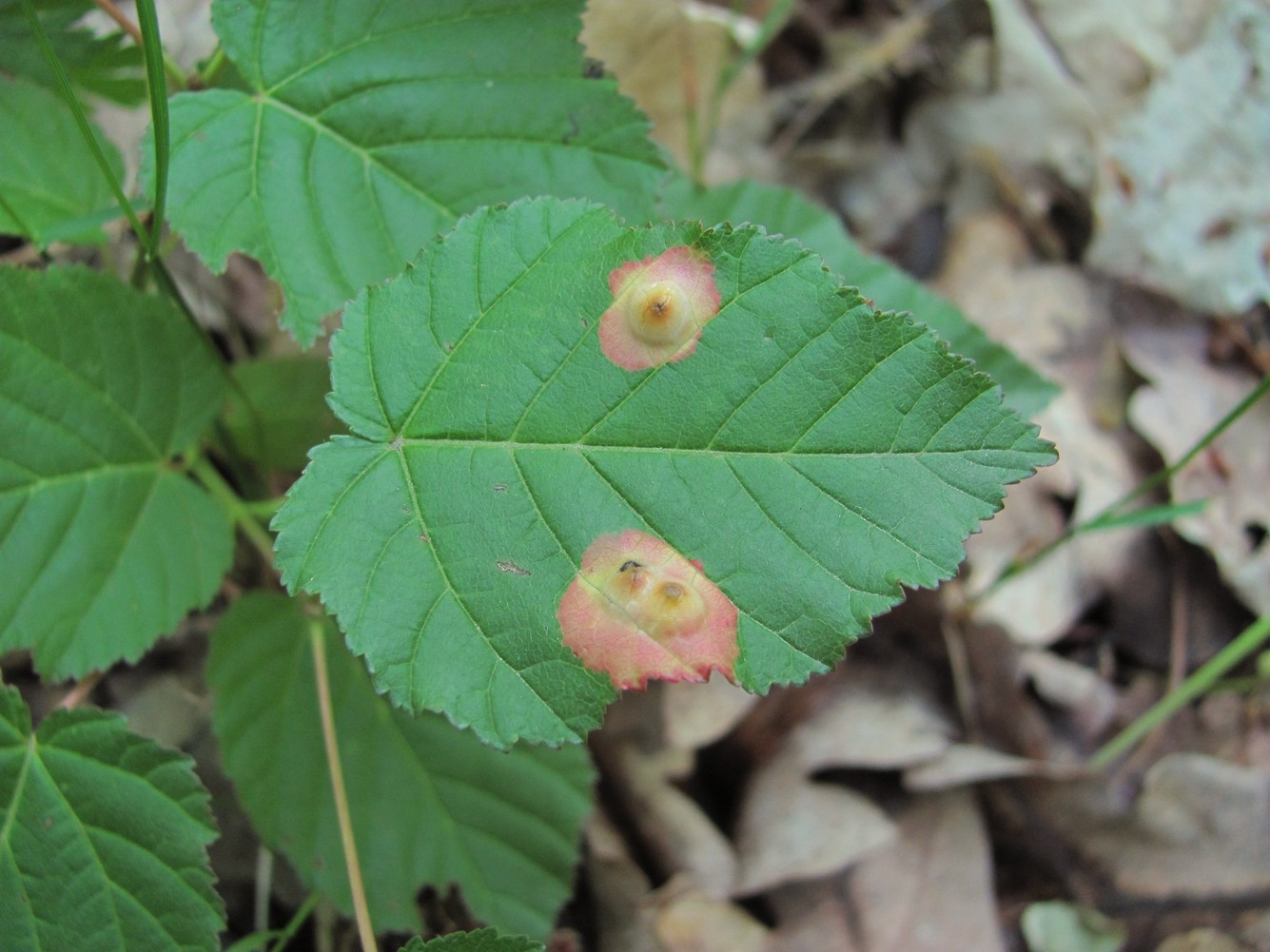 Image of Acer tataricum specimen.