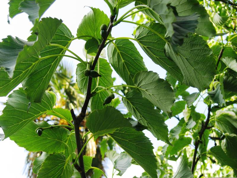 Изображение особи Davidia involucrata.