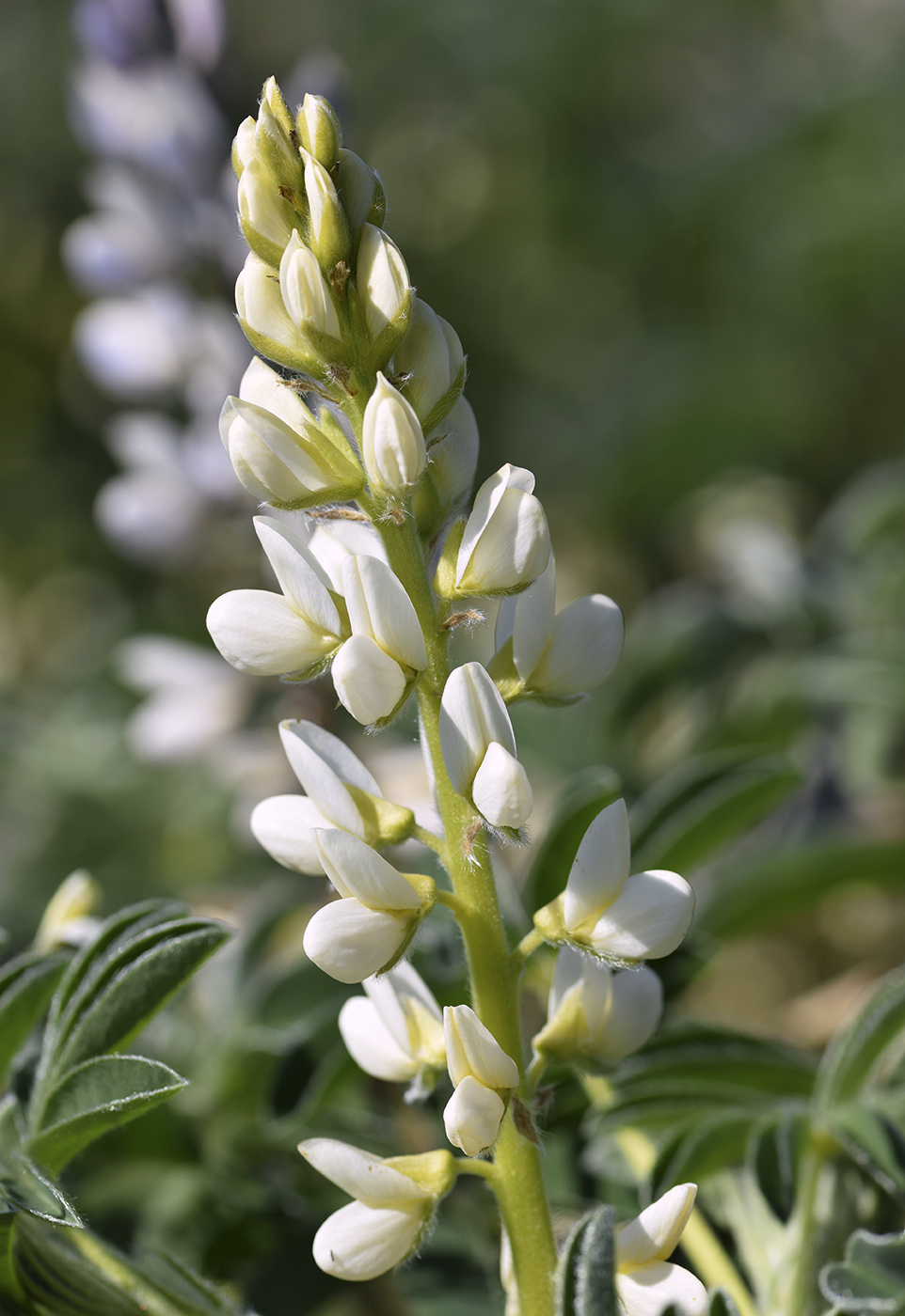 Изображение особи Lupinus albus.