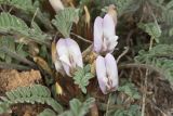Astragalus testiculatus