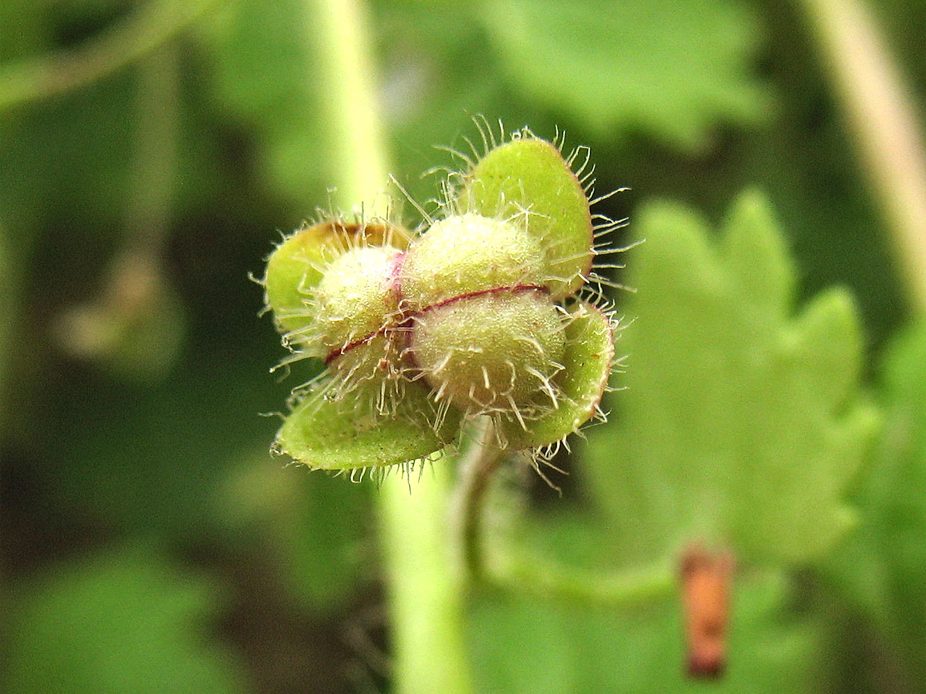 Image of Veronica cymbalaria specimen.