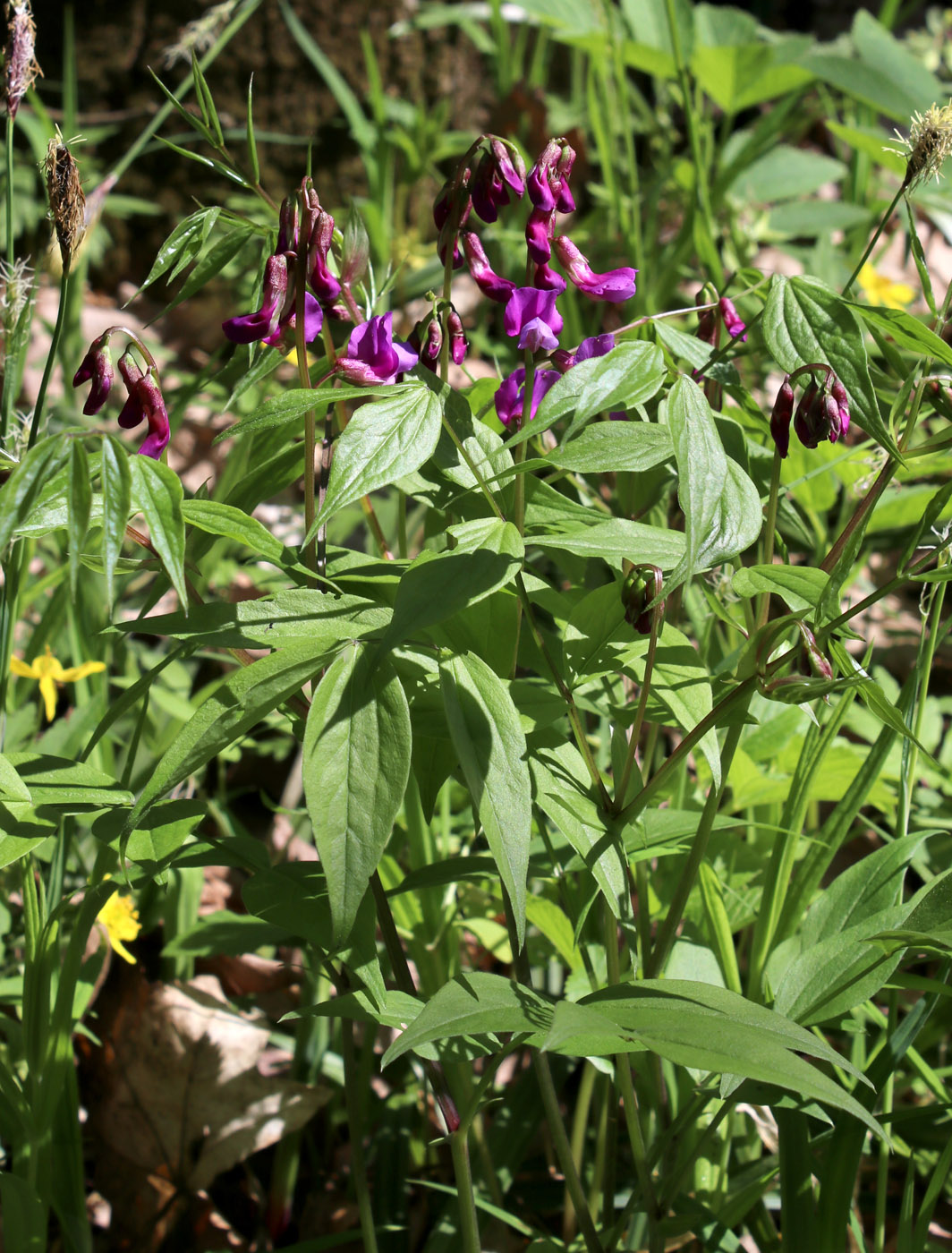 Изображение особи Lathyrus vernus.