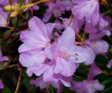 Rhododendron dauricum