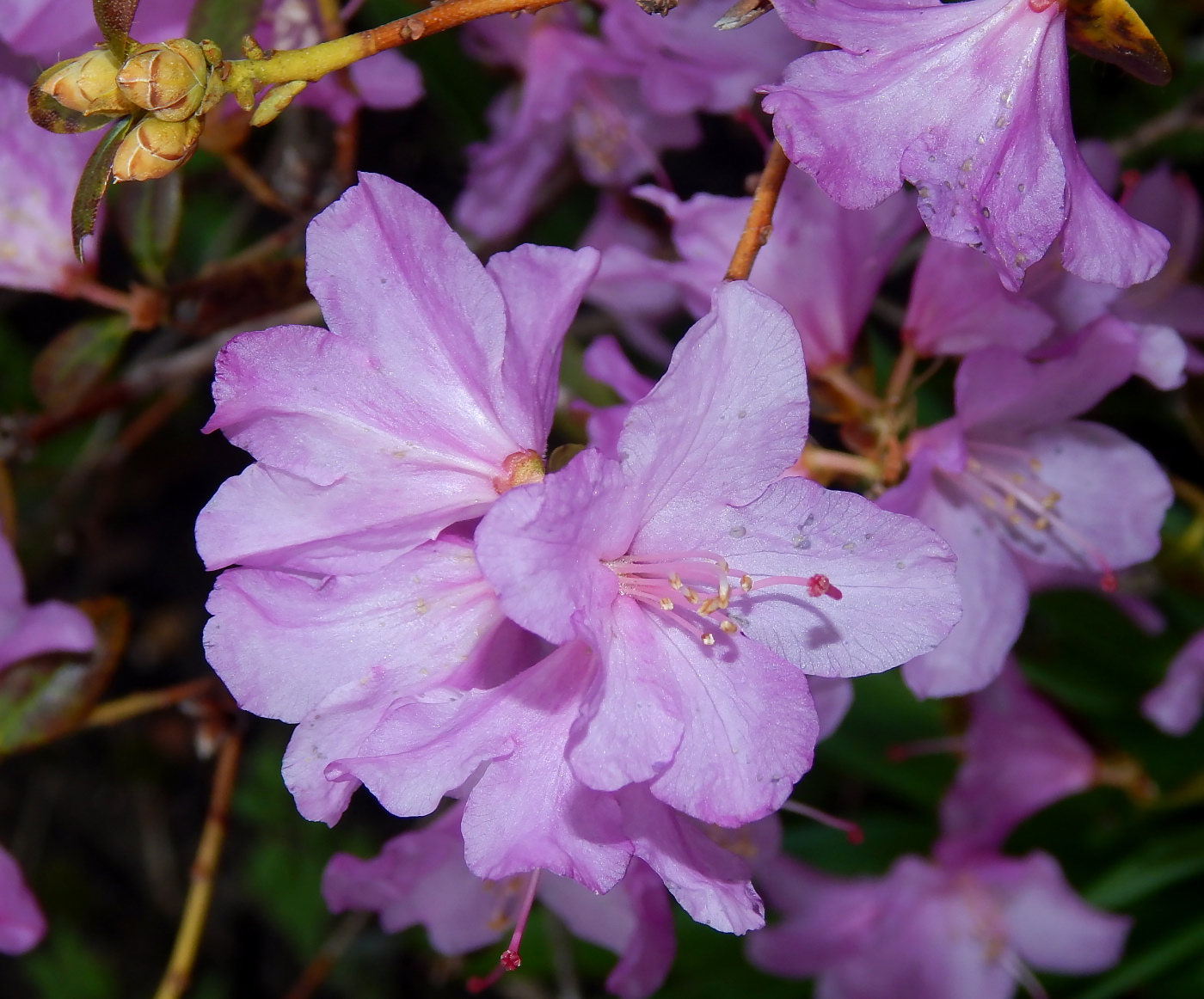 Image of Rhododendron dauricum specimen.