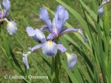 Iris carthaliniae