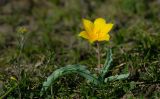 Tulipa ferganica