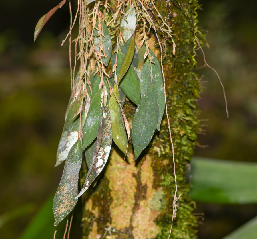 Image of familia Orchidaceae specimen.