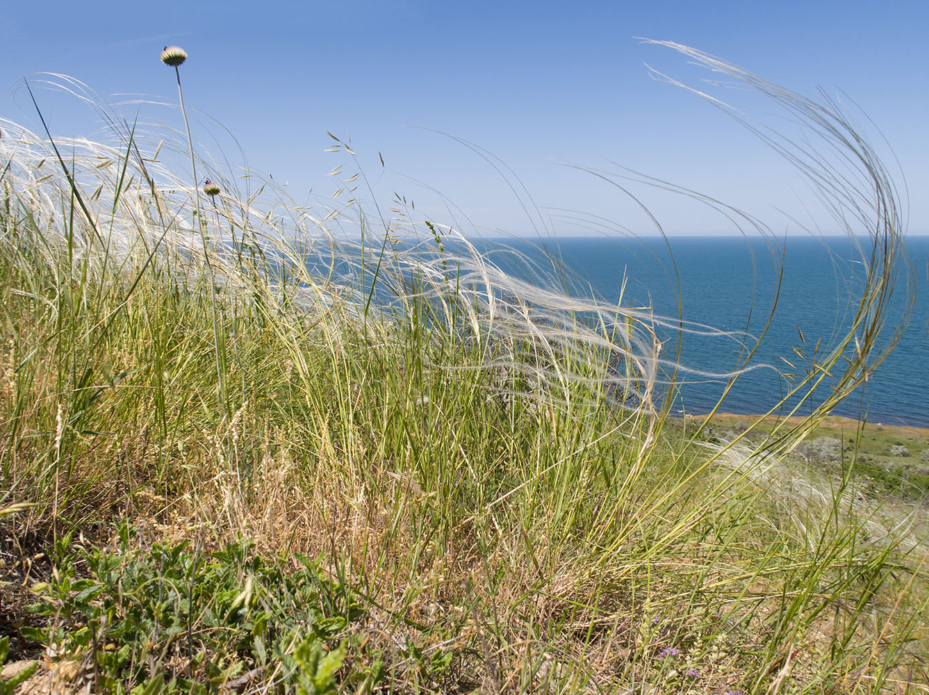 Изображение особи род Stipa.