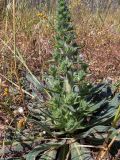 Echium biebersteinii. Нижняя часть цветущего растения. Греция, Эгейское море, о. Сирос, окр. пос. Фабрика (Φάμπρικα), заросший приусадебный участок. 20.04.2021.