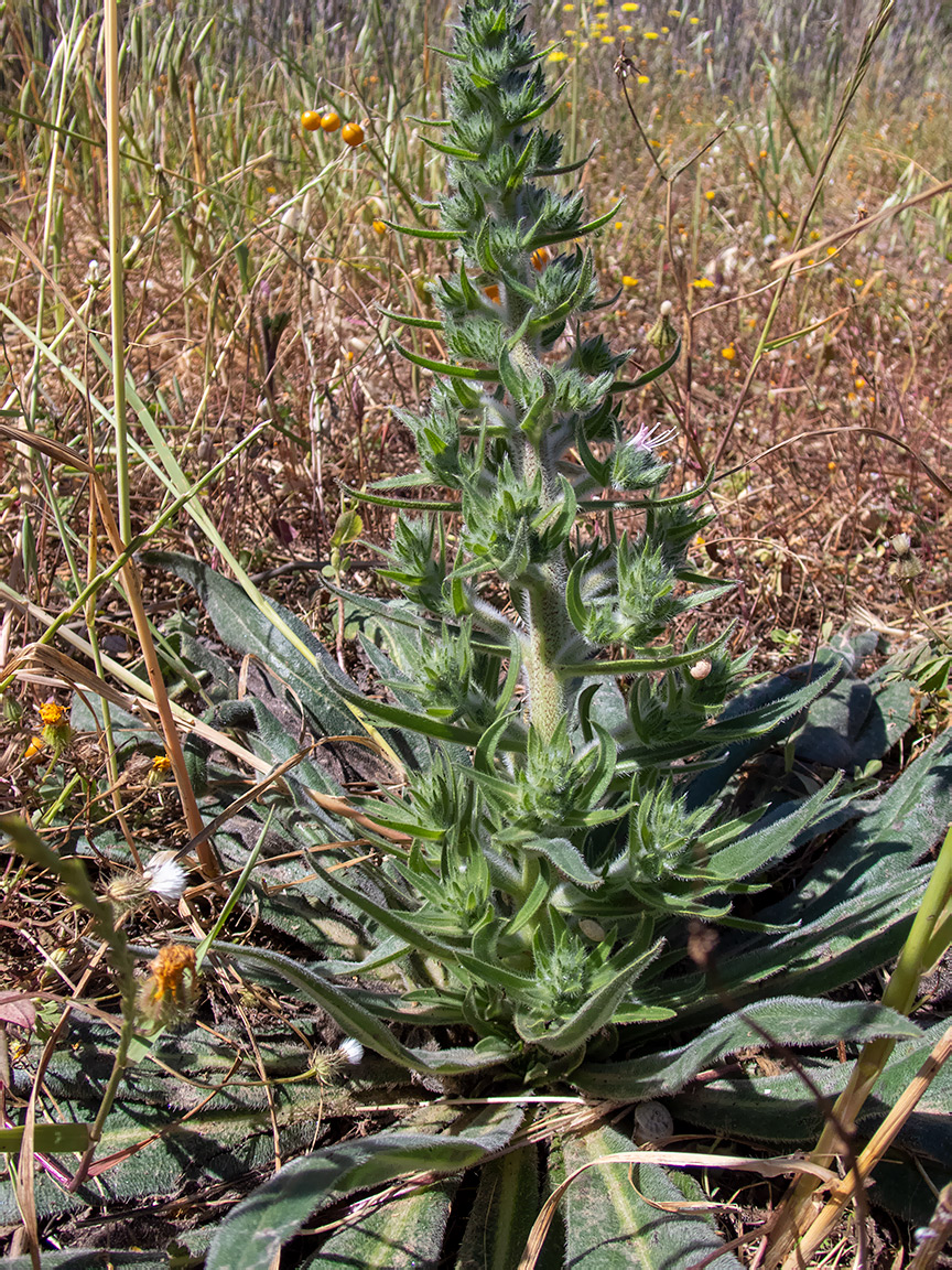 Изображение особи Echium biebersteinii.