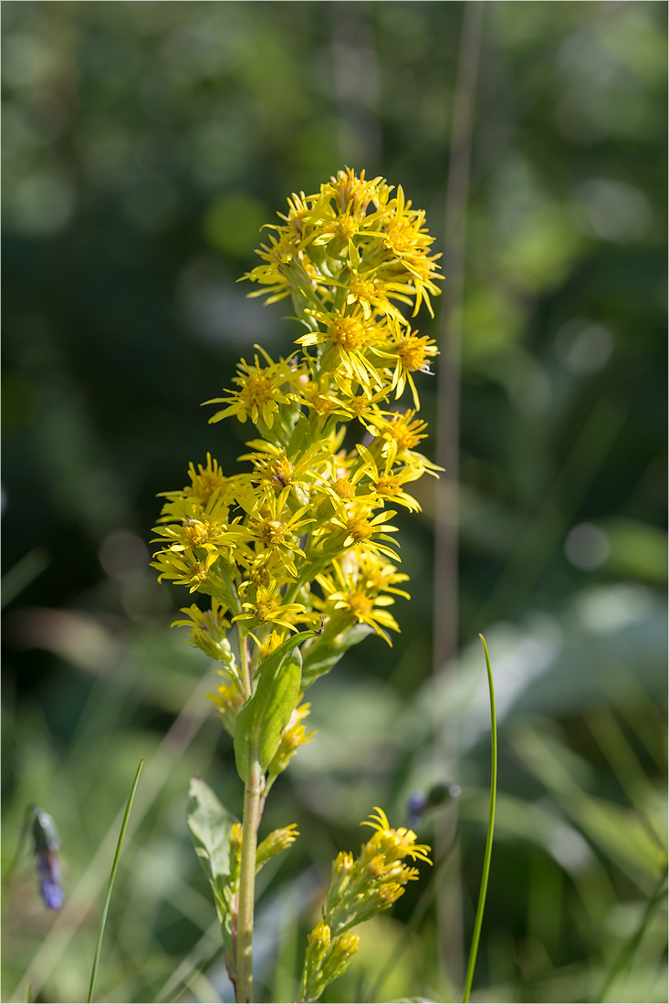 Изображение особи Solidago virgaurea ssp. lapponica.