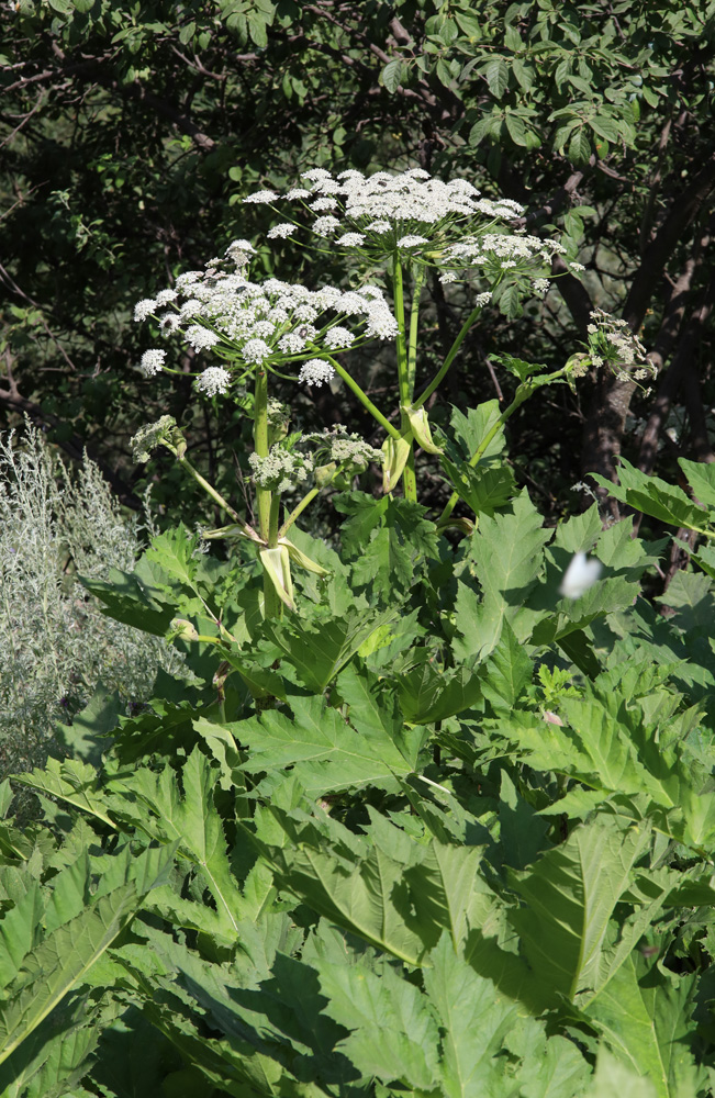 Image of Heracleum sosnowskyi specimen.