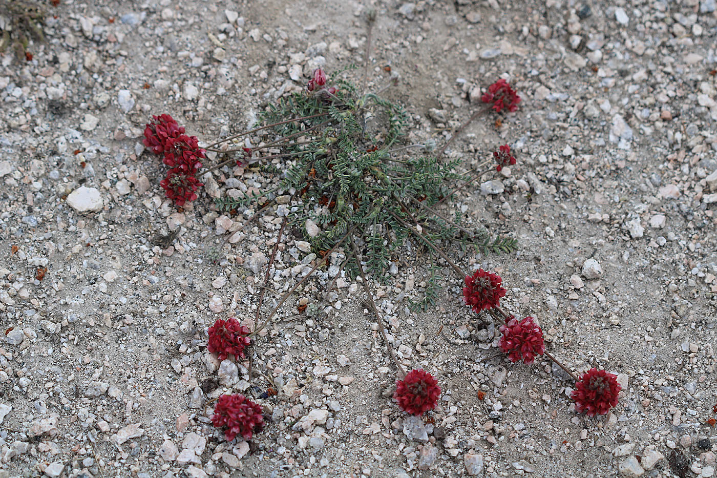 Image of Oxytropis arassanica specimen.