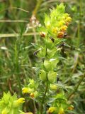 Rhinanthus songaricus. Соцветие. Юго-восточный Казахстан, хр. Кетмень. 6 августа 2007 г.