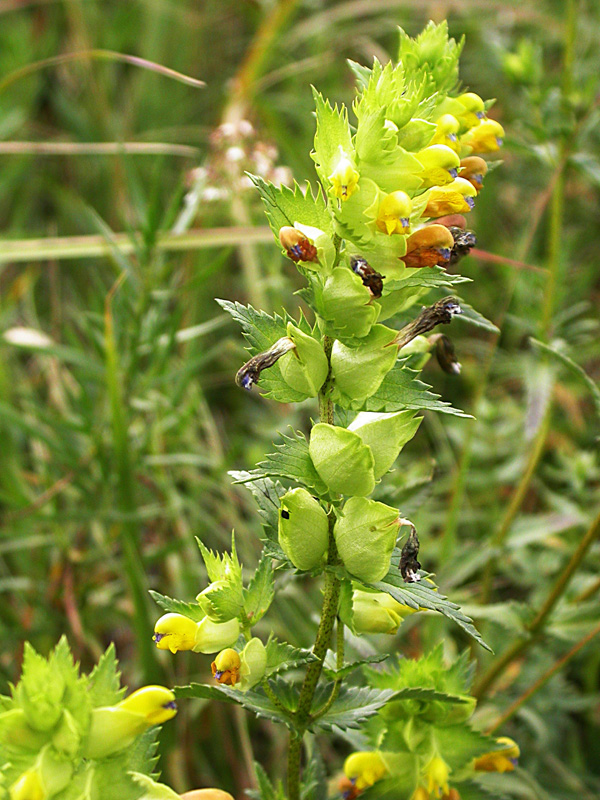 Изображение особи Rhinanthus songaricus.