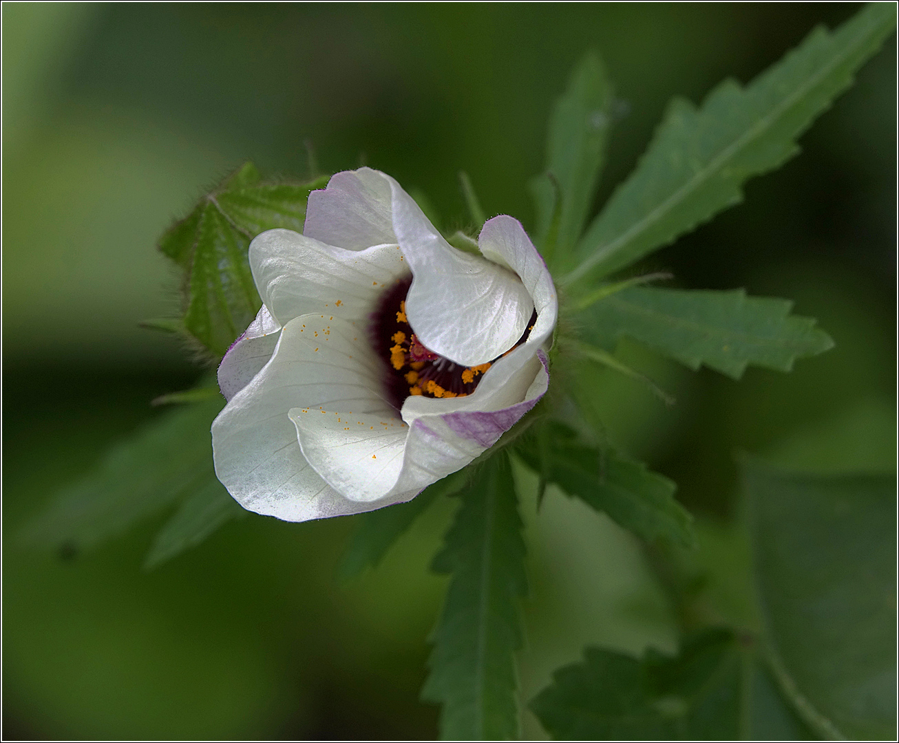 Image of Hibiscus trionum specimen.