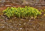 Sedum acre