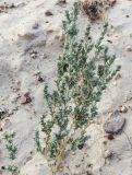 genus Salsola