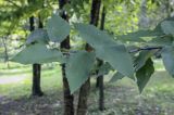 Betula alleghaniensis