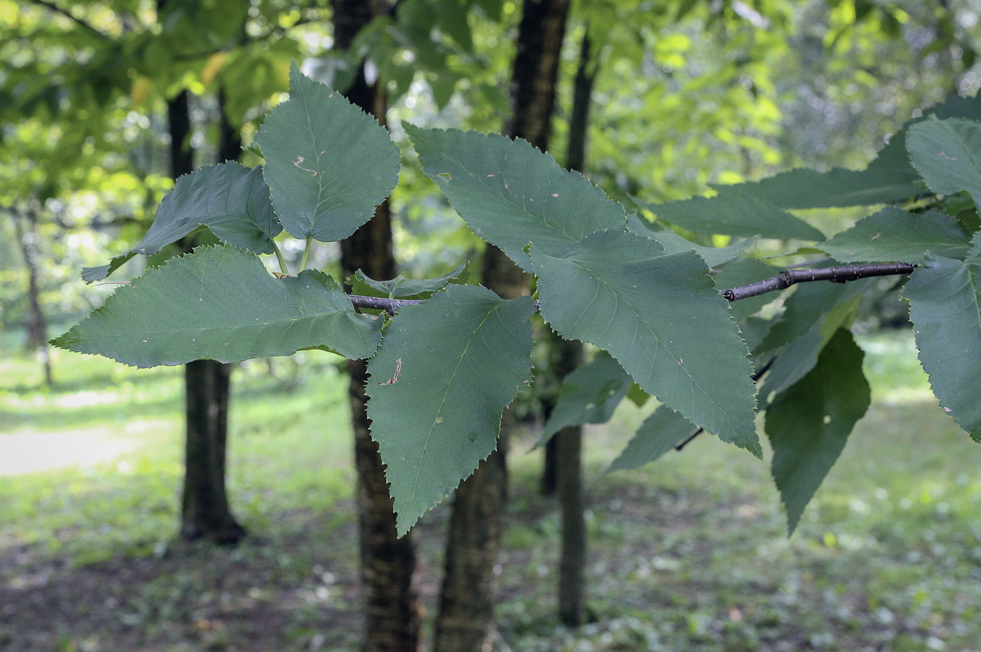 Image of Betula alleghaniensis specimen.