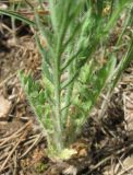 Papaver albiflorum