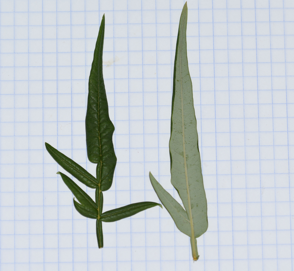 Image of Erythrophysa transvaalensis specimen.
