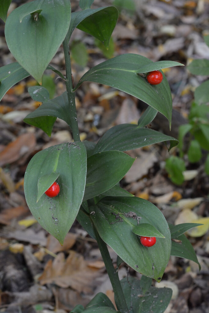 Image of Ruscus hypoglossum specimen.