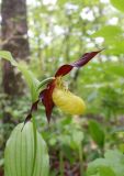 Cypripedium calceolus