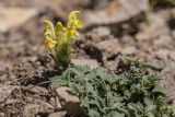 Scutellaria orientalis