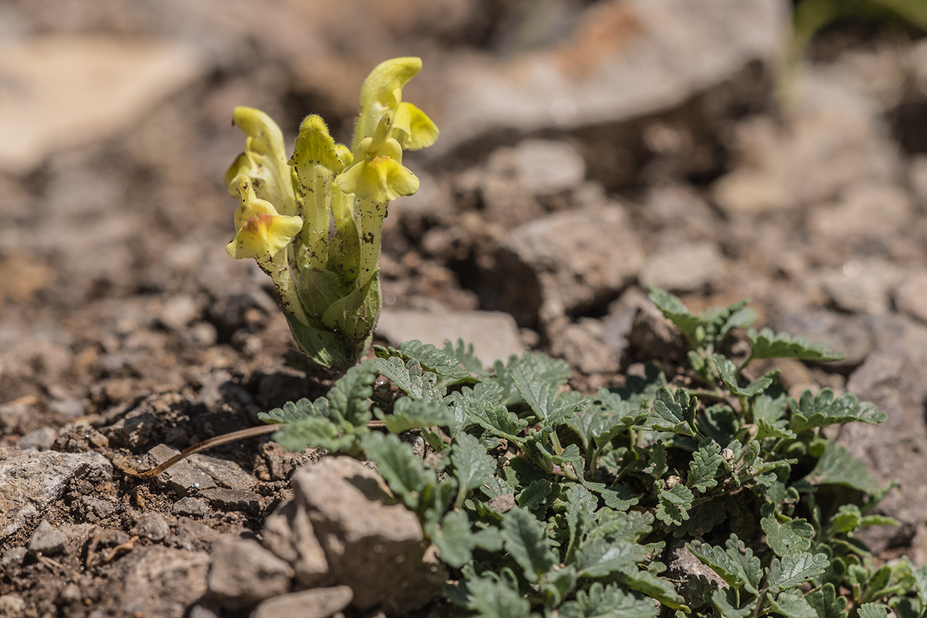 Изображение особи Scutellaria orientalis.