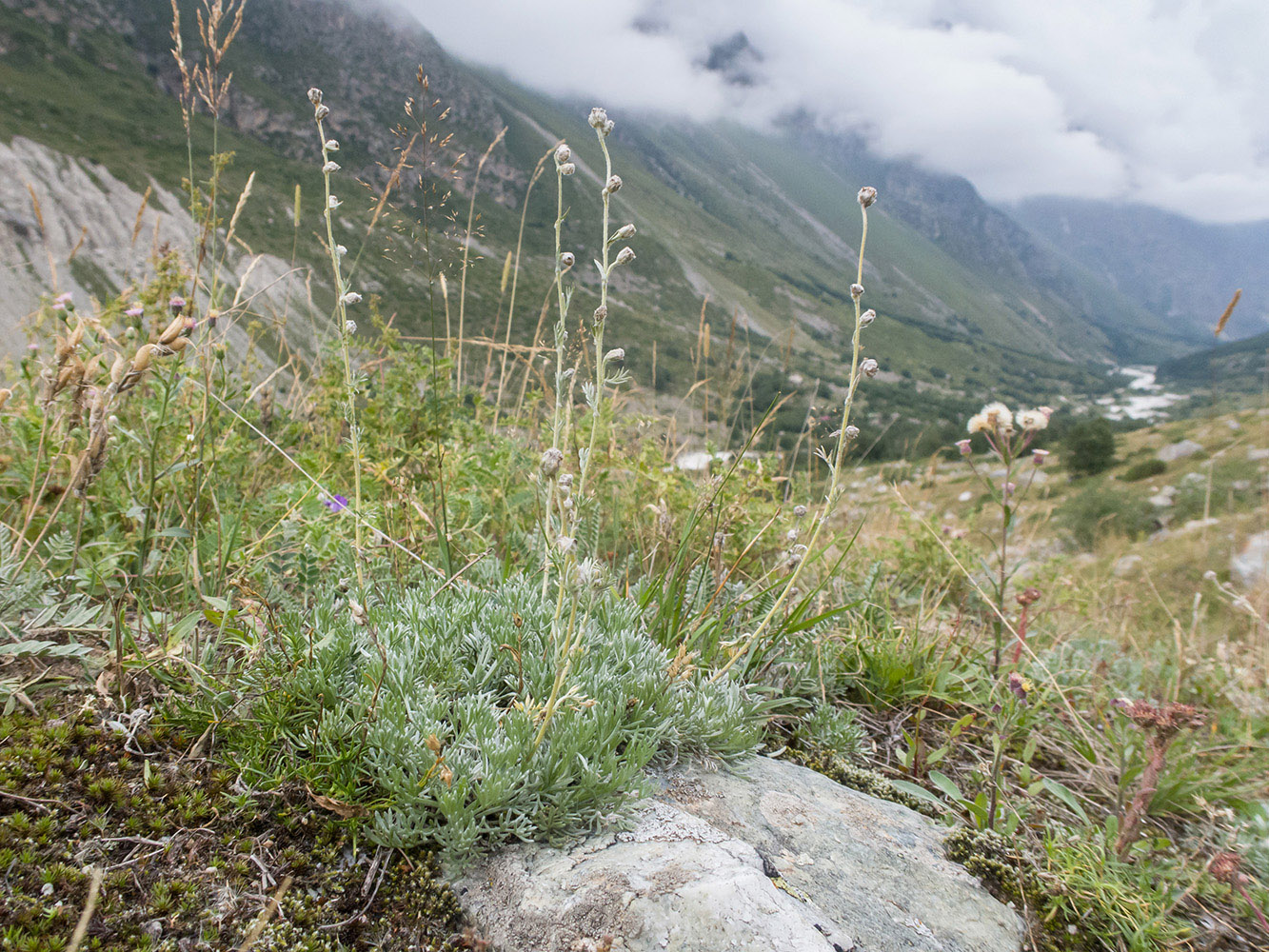 Image of Artemisia caucasica specimen.