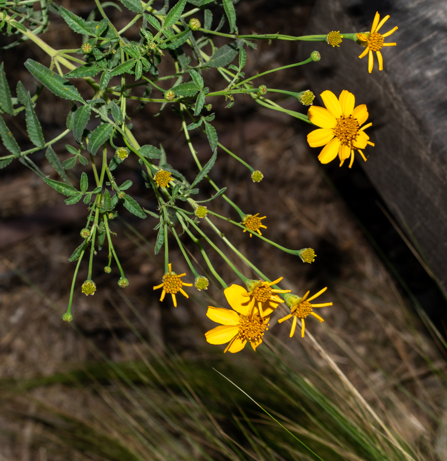 Изображение особи Tagetes lemmonii.