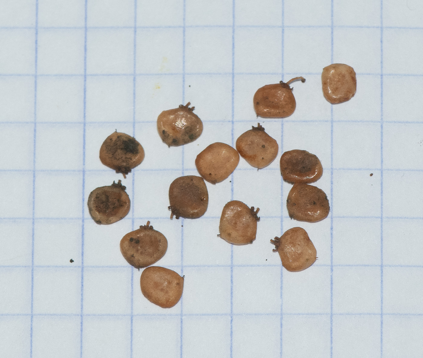 Изображение особи Searsia leptodictya.