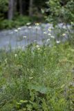 Anthemis melanoloma