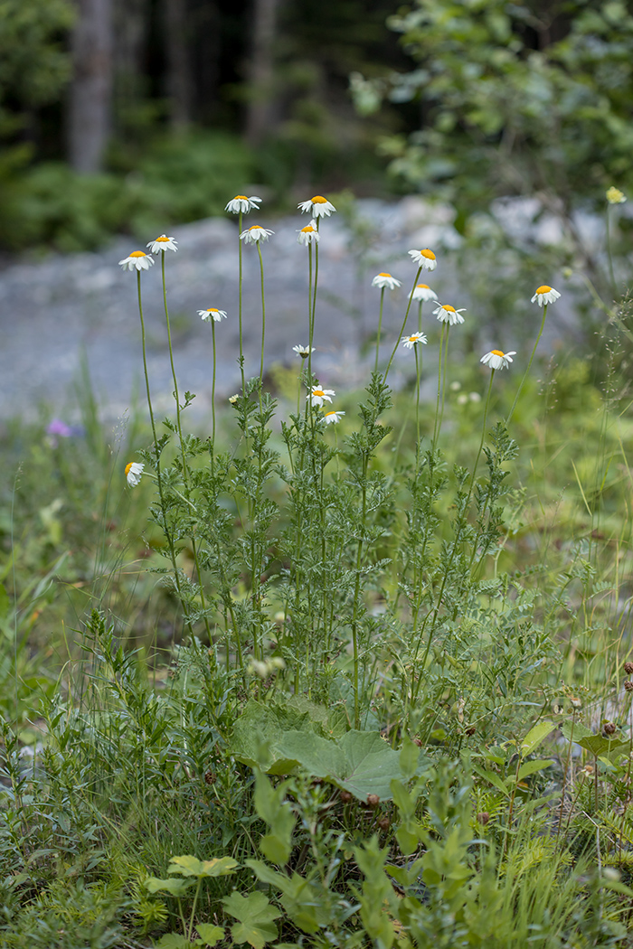 Изображение особи Anthemis melanoloma.