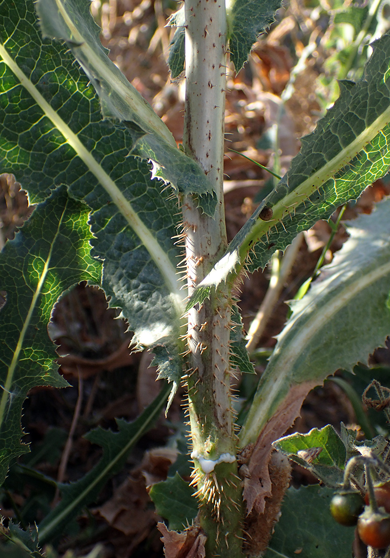 Image of Lactuca virosa specimen.