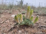 Astragalus cyrtobasis